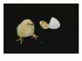 A Newly-Hatched Chick Stands Next to its Egg