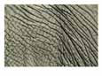 A Close View of an African Elephants Skin Animals Elephants