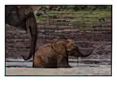 African Forest Elephant Mother and Baby Animals Elephants