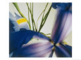 A Close-up of a Purple Iris