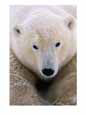 A Close View of a Polar Bear
