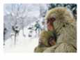 Japanese Macaques (Macaca Fuscata), Mother and Baby, Jigokudani, Japan