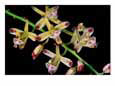 Orchids