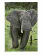 Close View of a Running African Elephant