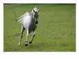 Galloping Arabian Horse
