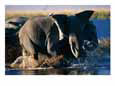 Herd of African Elephants Splashing Through the Water