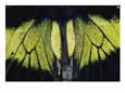 Close View of Iridescent Moth Wings