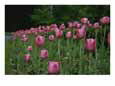 A Bed of Pink Tulips Herald Spring