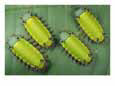 A Group of Blue-Nose Caterpillars Bugs & Insects Butterflies & Moths