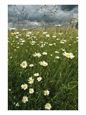 Field Filled with Daisies and Tall Grasses