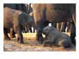 Juvenile African Elephants Touch Trunks