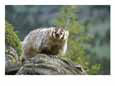 American Badger on Rock