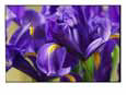 Close View of Irises
