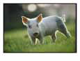 Close View of a Young Pig