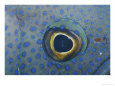 A Close View of the Eye and Skin of a Southern Blue Devil Fish