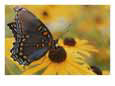 Close-up of a Red-Spotted Purple Butterfly on a Black-Eyed Susan
