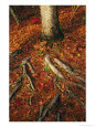Oak Tree Roots and Pine Needles Covering a Woodland Trail