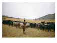 A Boy Tends to His Herd of Cattle