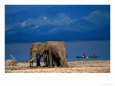 Elephants Standing on the Shore While Onlookers Pass Them in a Canoe, Lake Manyara N.P., Tanzania