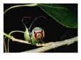 A Puss Moth Caterpillar on a Branch, Showing its False Face Bugs & Insects Butterflies & Moths
