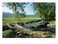 Wild Horses Cross a Stream on a High Plain Surrounded by Mountains