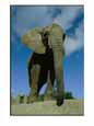 An Elephant at the Pittsburgh Zoo Animals Elephants