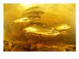 An Underwater Photograph of Atlantic Salmon