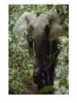 An African Forest Elephant Walks Through the Forest