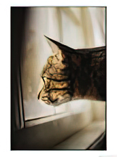 A Profile of a Tabby Cat