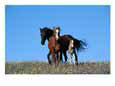 A View of Wild Horses in a Field of Wildflowers