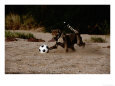 A Domesticated African Cheetah Shows its Natural Speed While Playing with a Soccer Ball
