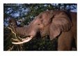Elephant (Loxodonta Africana) Bull Eating Acacia, Mana Pools Nat. Park, Mashonaland West, Zimbabwe