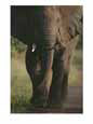 A Portrait of an African Elephant, Loxodonta Africana, Walking