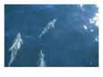 Dolphins Swimming in Bay with Sun Reflecting on Waters Surface