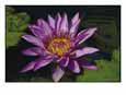 Fragrant Water Lily Flower