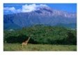 Lone Giraffe (Giraffa Camelopardalis) in Front of Mt. Meru, Mt. Meru, Arusha, Tanzania