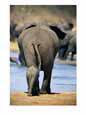 Female African Elephant and Her Calf in Chobe National Park