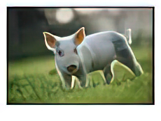 Close View of a Young Pig