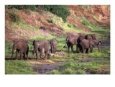 African Elephants, Tanzania