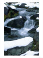 Paradise River, Mt. Rainier National Park, Washington