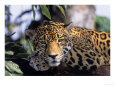 Jaguar in Natural Habitat, Belize