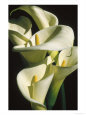 Calla Lilies
