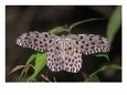 Paper Kite, Idea Leuconoe, Indonesia