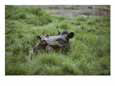 Mother and Juvenile Brazilian Tapirs in the Marsh Grass