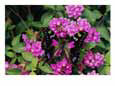 A Purple Passion Butterfly Lands on Pink Flowers
