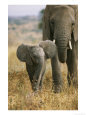 An African Elephant Walks with it Young