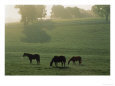 Silhouetted Grazing Thoroughbred Mares, KY