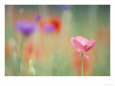 Blooming Flowers in a Field