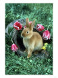 Rabbit Sitting Near Flowers