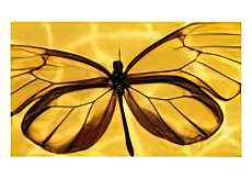 Butterfly Native to Solomon Islands